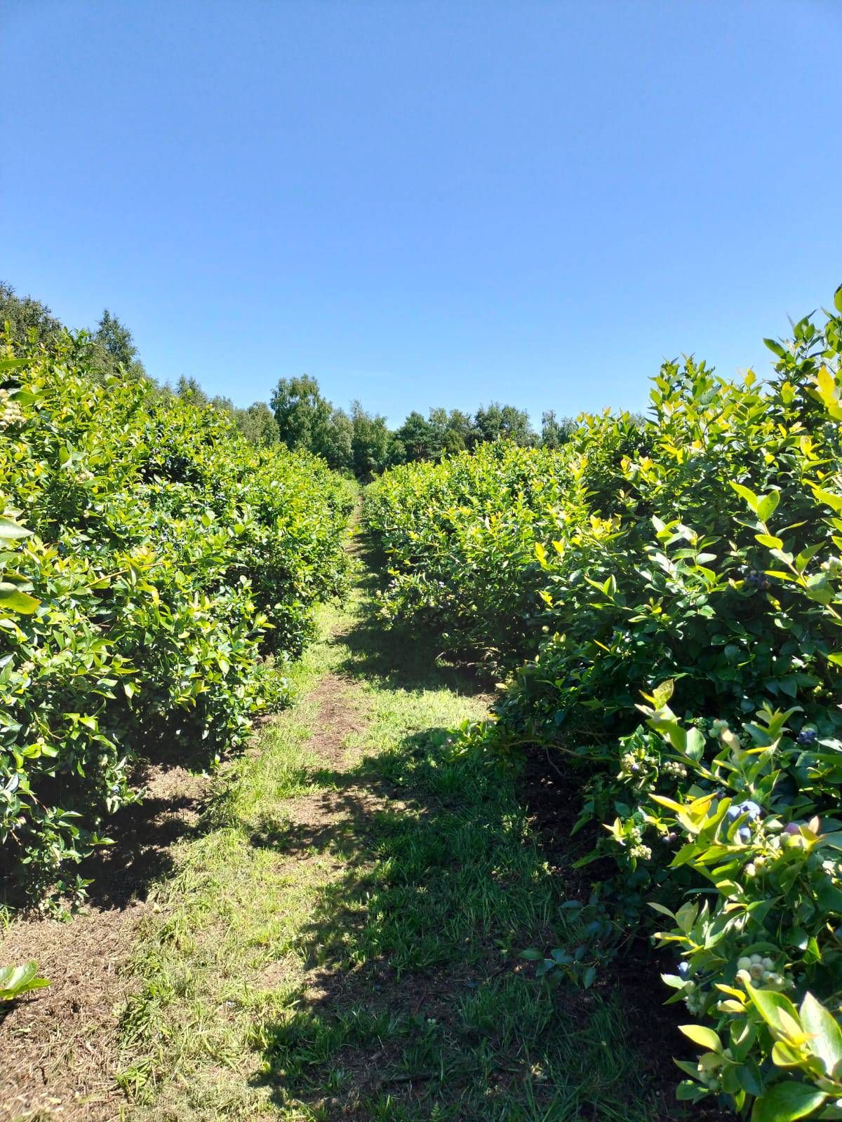Heidelbeerplantage Demeterhof in Raddestorf